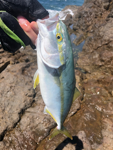 ツバスの釣果