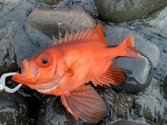 チカメキントキの釣果