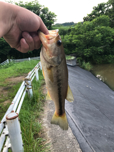 ラージマウスバスの釣果