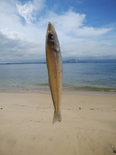 キスの釣果