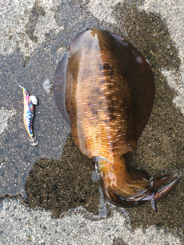 アオリイカの釣果