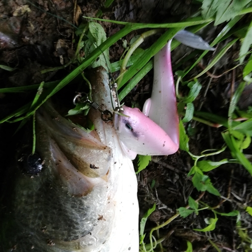 ブラックバスの釣果