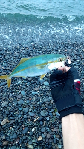 ワカシの釣果