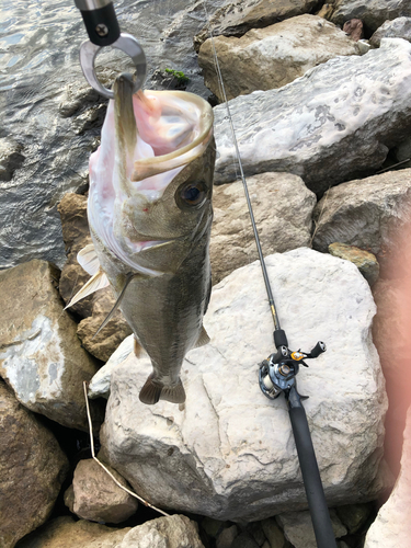 シーバスの釣果