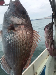 マダイの釣果