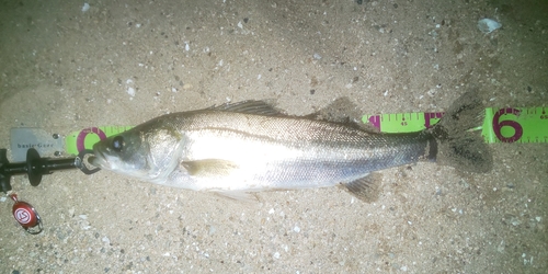 ハネ（マルスズキ）の釣果