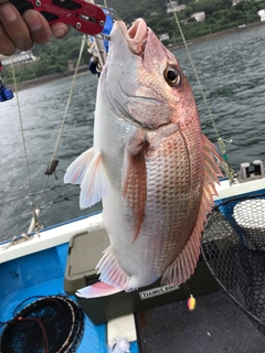 マダイの釣果