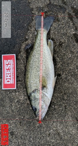 ブラックバスの釣果