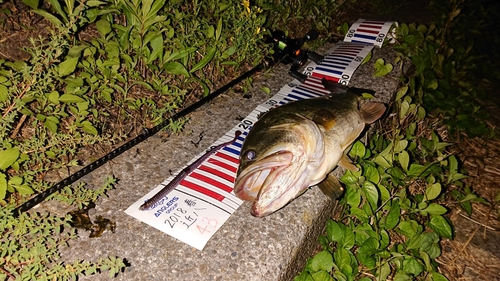 ブラックバスの釣果