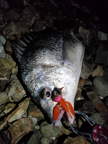 キビレの釣果