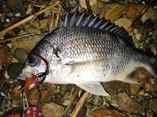 キビレの釣果