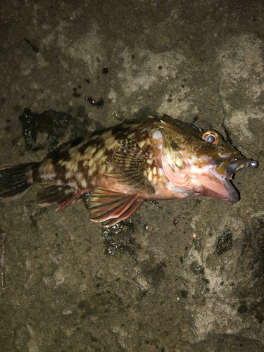 カサゴの釣果