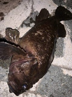 オウゴンムラソイの釣果