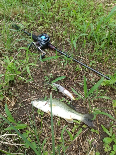 ブラックバスの釣果