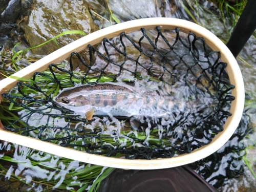 ヤマメの釣果