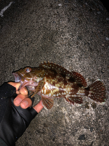 カサゴの釣果