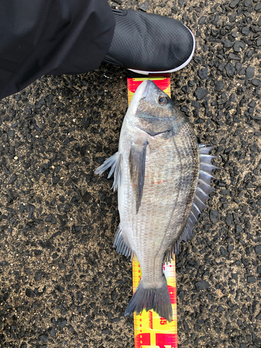 クロダイの釣果