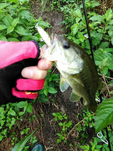 ブラックバスの釣果