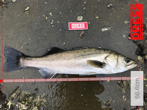 シーバスの釣果