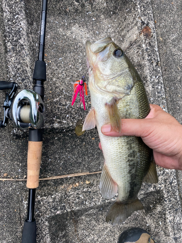 ブラックバスの釣果