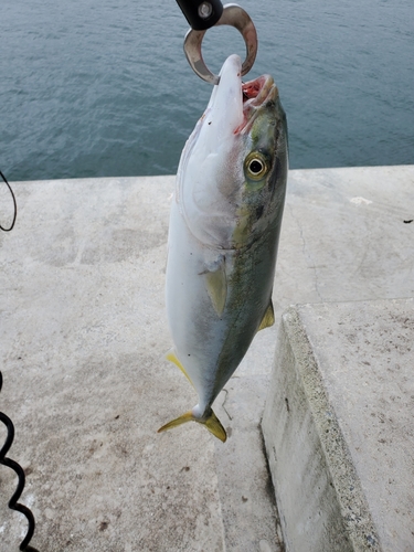 イナダの釣果