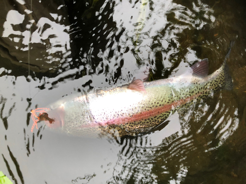 ニジマスの釣果