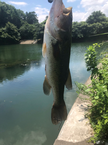 ブラックバスの釣果