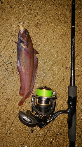 ドンコの釣果