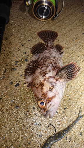 オウゴンムラソイの釣果