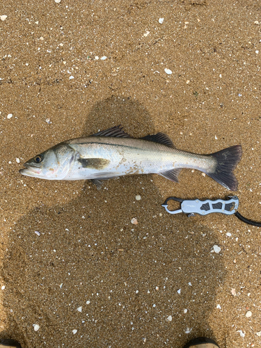 スズキの釣果