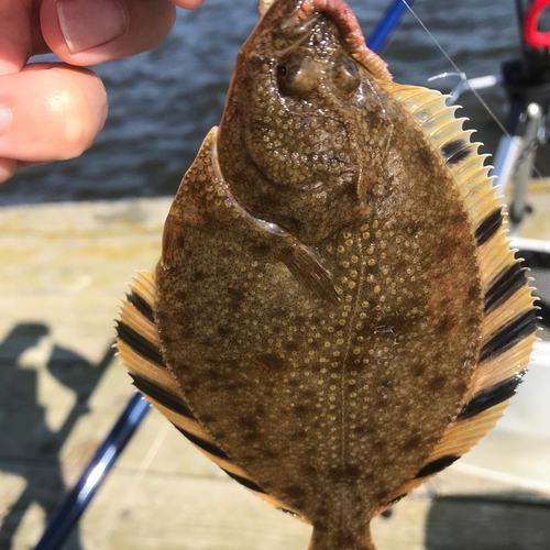 カワガレイの釣果