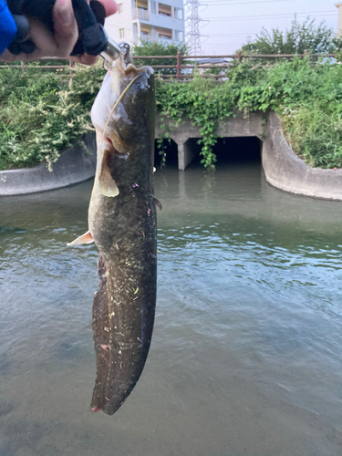 ナマズの釣果