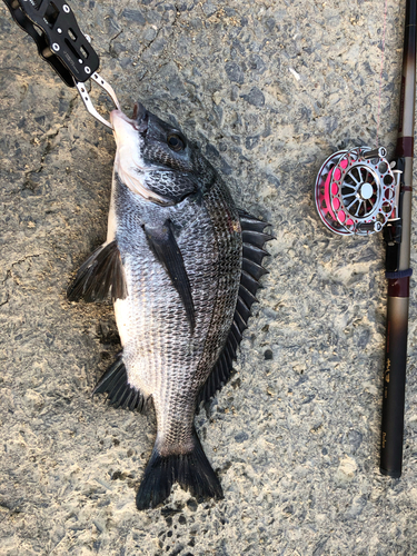 チヌの釣果