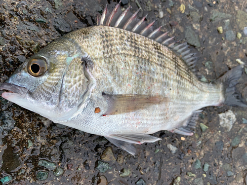 クロダイの釣果