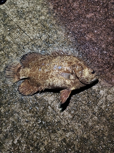 マツダイの釣果