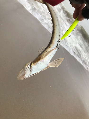 マゴチの釣果