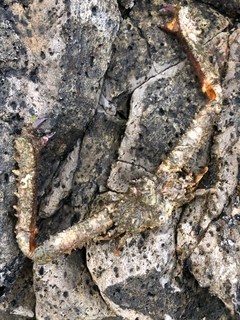 スナガレイの釣果