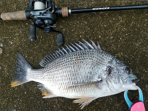 キビレの釣果