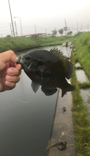 ブルーギルの釣果