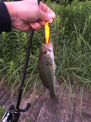 ブラックバスの釣果