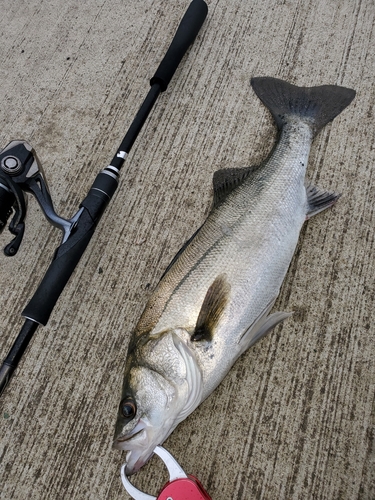 シーバスの釣果