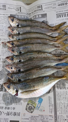 マアジの釣果