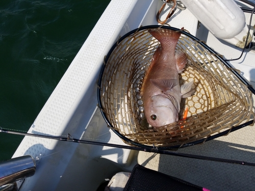 コブダイの釣果