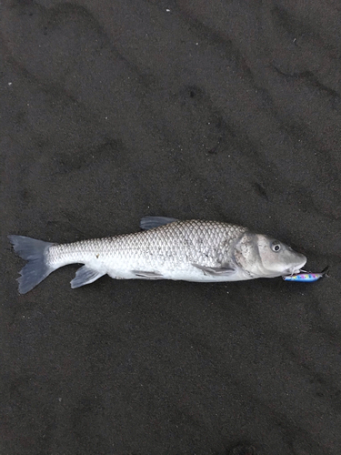 ニゴイの釣果