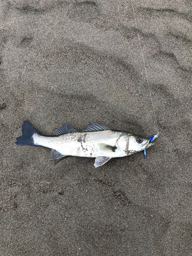 フッコ（マルスズキ）の釣果