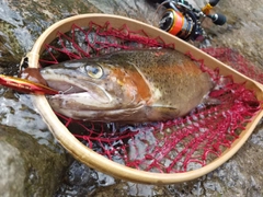 ニジマスの釣果