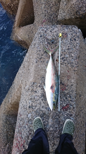 ブリの釣果