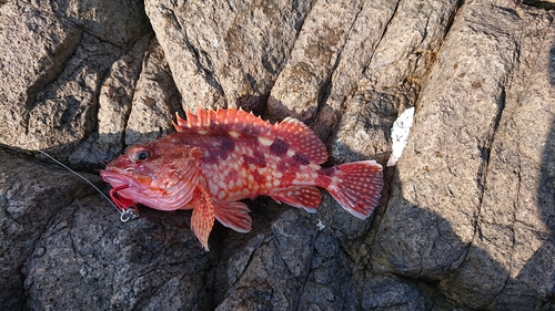 カサゴの釣果