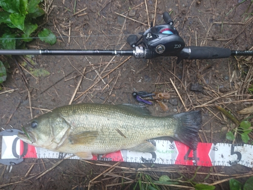 ブラックバスの釣果