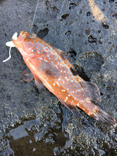 アコウの釣果